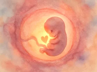 5 weken zwanger: het hartje begint zich te vormen