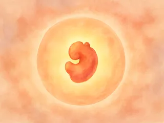 6 weken zwanger: het hartje klopt voor het eerst