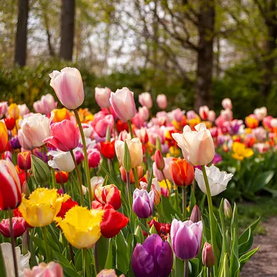Maak van je tuin een lentekleurenpracht: plant bloembollen in de herfst