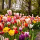 Maak van je tuin een lentekleurenpracht: plant bloembollen in de herfst