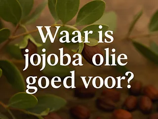Waar is Jojoba olie goed voor?